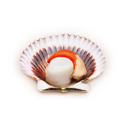 Zamburiñas a la Gallega 10_12 Lata OL 120